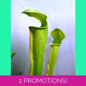 Sarracenia alata var. a..