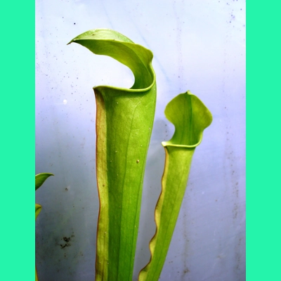 Sarracenia alata var. alata A1MK 'ALL GREEN'
