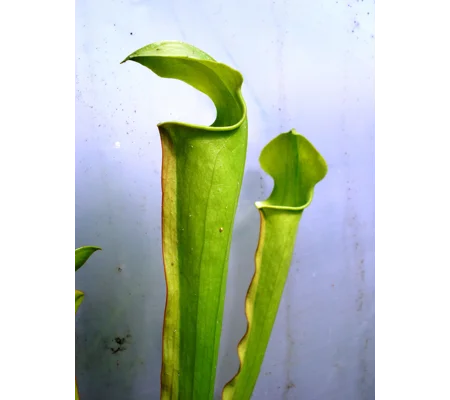 Sarracenia alata var. alata A1MK 'ALL GREEN'