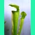 Sarracenia alata var. alata A1MK 'ALL GREEN' Sarracenia alata var. alata A1MK 'ALL GREEN'