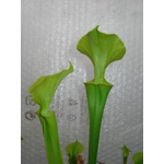 Sarracenia flava var. maxima 'DIVERSIFLORA GREEN'