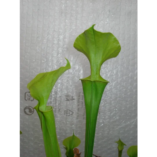 Sarracenia flava var. maxima 'DIVERSIFLORA GREEN'