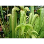 Sarracenia minor var. okefenokeensis, Ware co., Georgia
