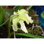 Sarracenia minor var. okefenokeensis, Ware co., Georgia