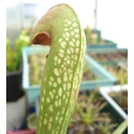 Sarracenia minor var. okefenokeensis, Ware co., Georgia