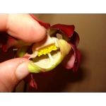 Sarracenia purpurea subsp. venosa