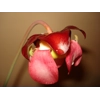 Sarracenia purpurea subsp. venosa