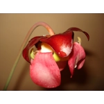 Sarracenia purpurea subsp. venosa