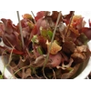 Sarracenia purpurea subsp. venosa
