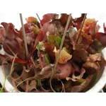 Sarracenia purpurea subsp. venosa