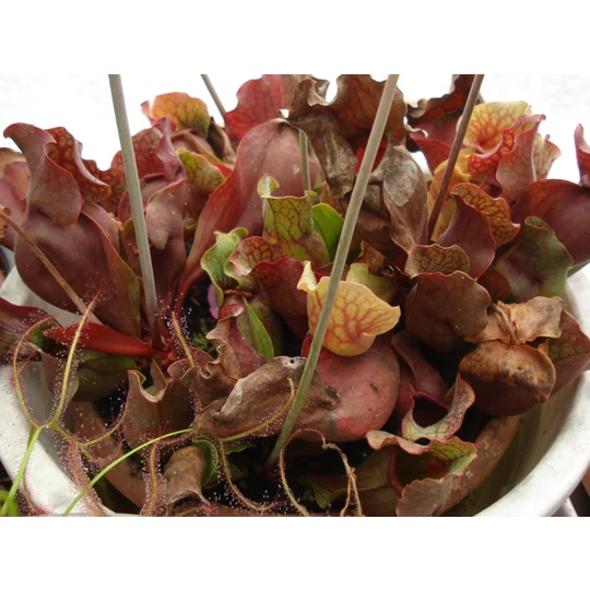 Sarracenia purpurea subsp. venosa