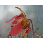 Sarracenia x excellens (S. leucophylla x minor var. okeefenokeensis)