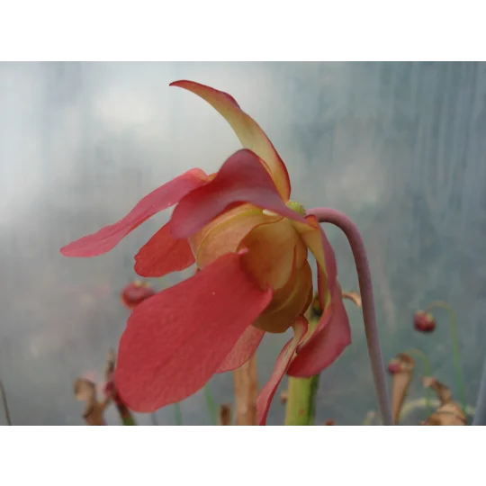 Sarracenia x excellens (S. leucophylla x minor var. okeefenokeensis)