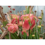 Sarracenia x excellens (S. leucophylla x minor var. okeefenokeensis)