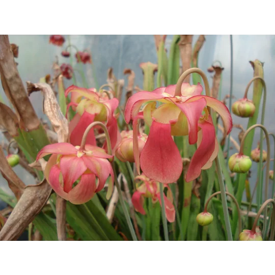 Sarracenia x excellens (S. leucophylla x minor var. okeefenokeensis)