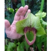 Sarracenia x catesbaei THE GIANT