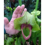 Sarracenia x catesbaei THE GIANT