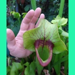 Sarracenia x catesbaei THE GIANT