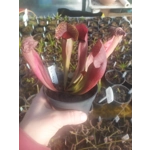 Sarracenia x swaniana 'BARBAPAPA'