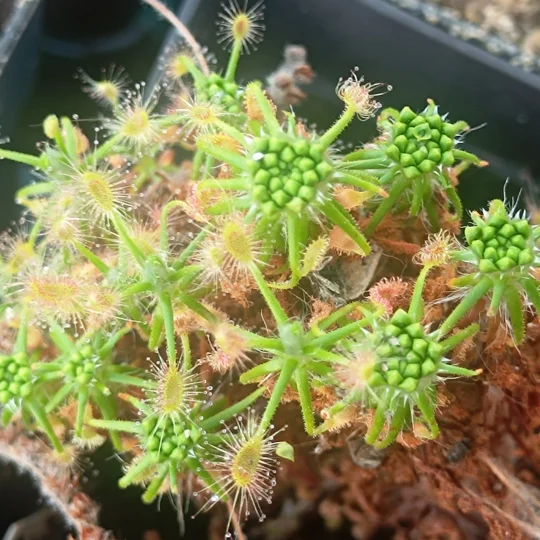 Drosera scorpioides, 10+ gemmae