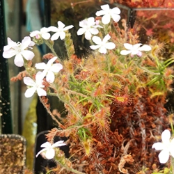 Drosera scorpioides, 10+ gem..