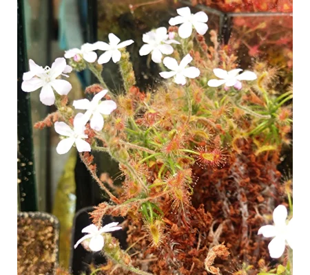 Drosera scorpioides, 10+ gemmae