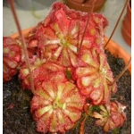 Drosera aliciae