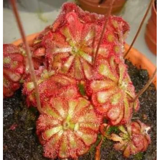 Drosera aliciae