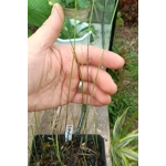 Utricularia praelonga