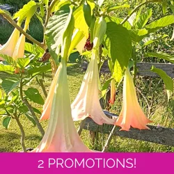 Brugmansia suaveolens
