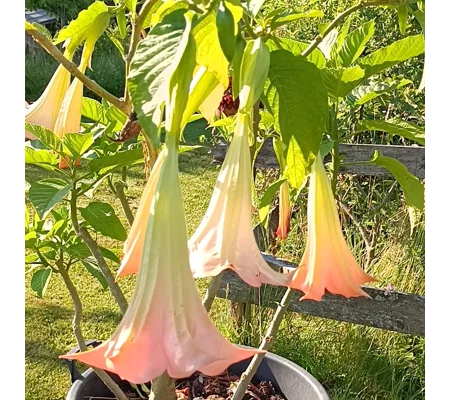 Brugmansia suaveolens