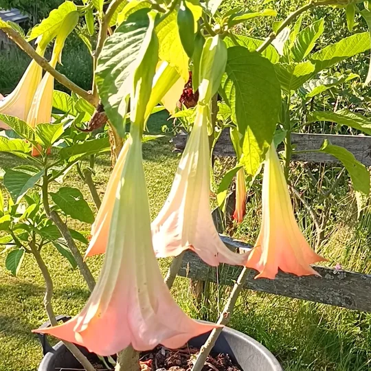 Brugmansia suaveolens