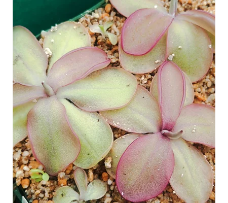 Pinguicula SEDUCTORA