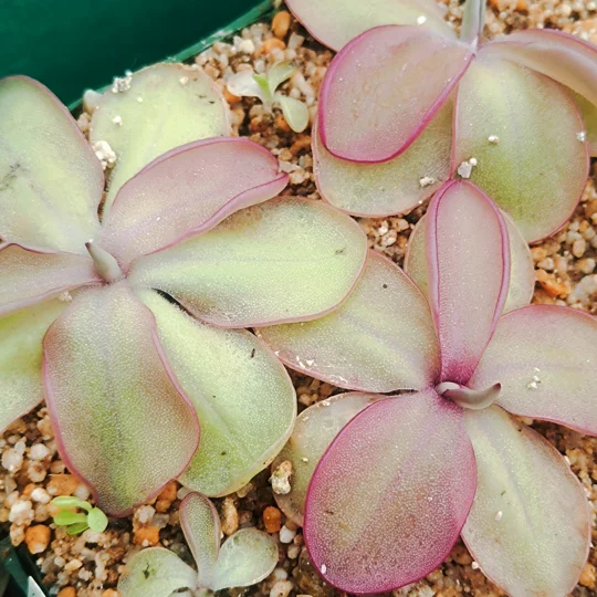 Pinguicula SEDUCTORA