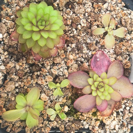 Pinguicula SEDUCTORA
