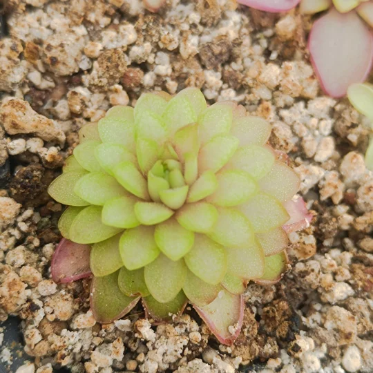 Pinguicula SEDUCTORA