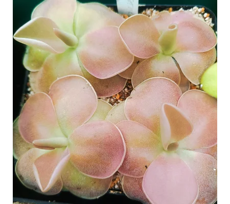 Pinguicula SETHOS