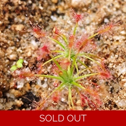 Drosera silvicola, 10+ gemmae