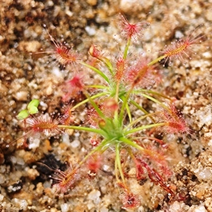 Drosera silvicola, 10+ gemmae