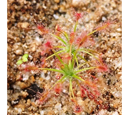 Drosera silvicola, 10+ gemmae