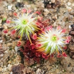 Drosera silvicola, 10+ gemmae