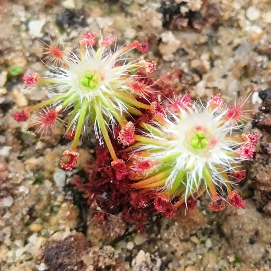 Drosera silvicola, 10+ gemmae