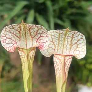 Sarracenia - hybrids