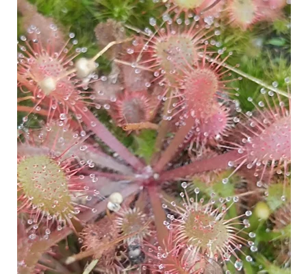 Drosera x snyderi, 30 seeds