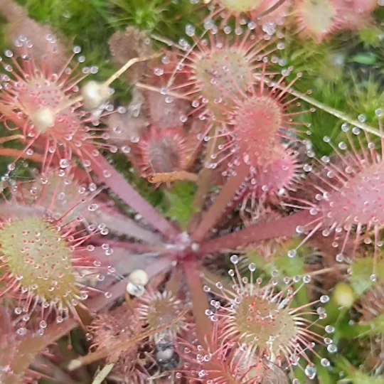 Drosera x snyderi, 30 seeds