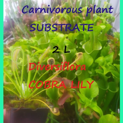 Substrate for Darlingtonia