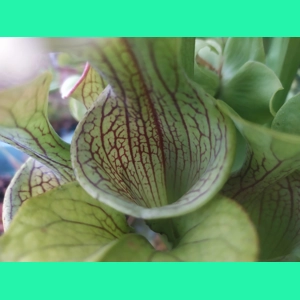 Sarracenia oreophylla v..