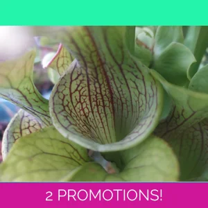 Sarracenia oreophylla v..