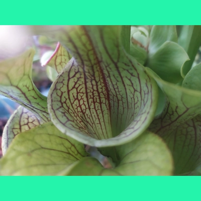 Sarracenia oreophylla var. ornata, de Kalb co., Alabama, R-S8a