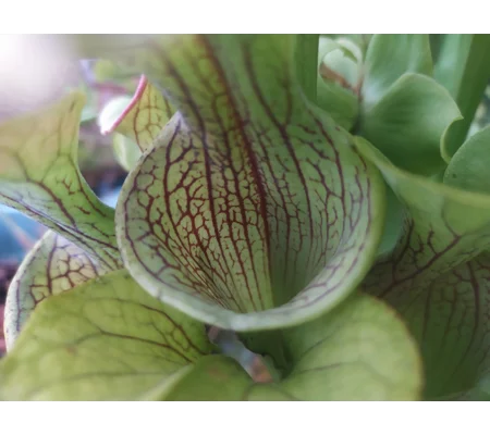 Sarracenia oreophylla var. ornata, de Kalb co., Alabama, R-S8a
